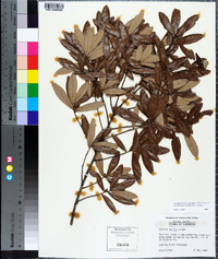 Quercus pumila image