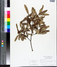 Quercus pumila image