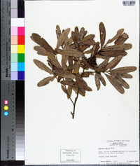 Quercus pumila image