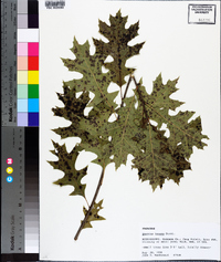 Quercus texana image