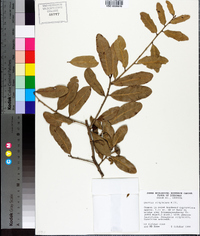 Quercus virginiana image