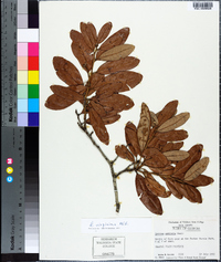 Quercus geminata image