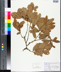 Quercus virginiana image