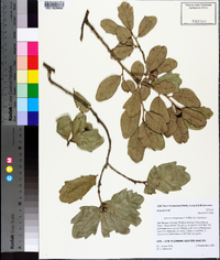 Quercus virginiana image