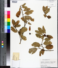 Quercus agrifolia image