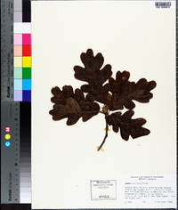 Quercus garryana image