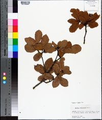 Quercus rugosa image