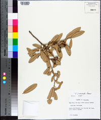 Quercus geminata image