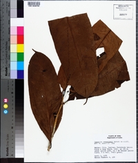 Image of Casearia resinifera