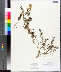 Corydalis aurea image