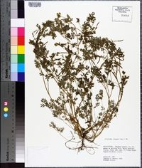 Corydalis flavula image