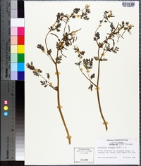 Corydalis flavula image