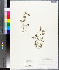 Corydalis flavula image