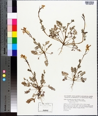 Corydalis micrantha image