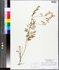 Corydalis micrantha image