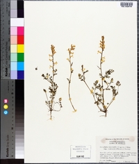 Corydalis micrantha image