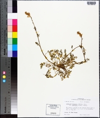 Corydalis micrantha image