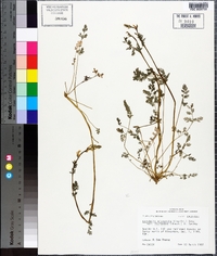 Corydalis micrantha image