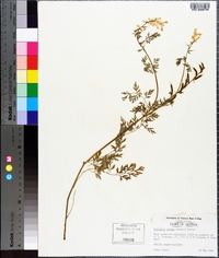 Corydalis aurea image