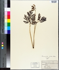 Dicentra eximia image