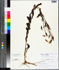 Eustoma exaltatum subsp. exaltatum image