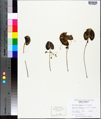 Nymphoides cordata image