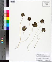 Nymphoides cordata image