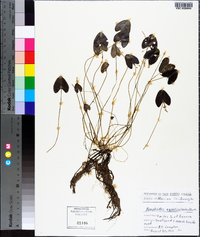 Nymphoides aquatica image