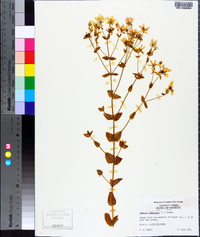 Sabatia angularis image