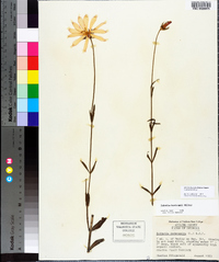 Sabatia bartramii image