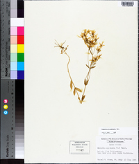 Sabatia brachiata image