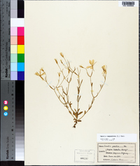 Sabatia campanulata image