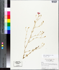 Sabatia campanulata image