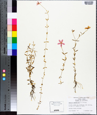 Sabatia campanulata image