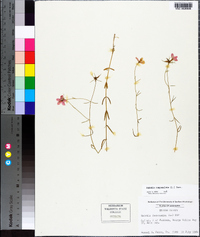 Sabatia campanulata image