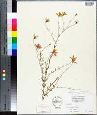 Sabatia campanulata image