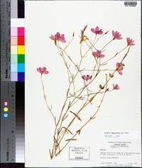 Sabatia campanulata image