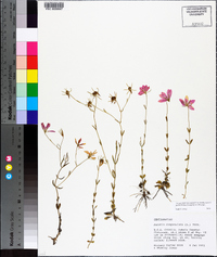 Sabatia campanulata image