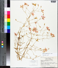 Sabatia campanulata image