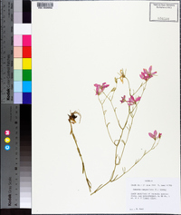 Sabatia campanulata image