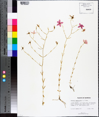 Sabatia campanulata image