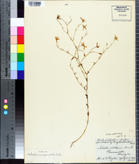 Sabatia campanulata image