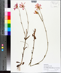 Sabatia dodecandra image