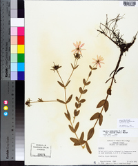 Sabatia dodecandra image