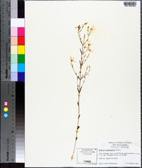 Sabatia quadrangula image