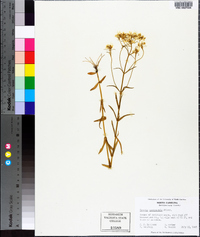 Sabatia quadrangula image