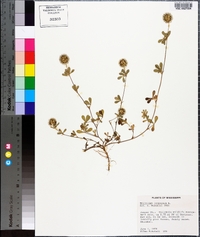 Trifolium lappaceum image