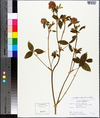 Trifolium reflexum image