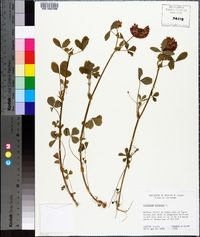 Trifolium reflexum image