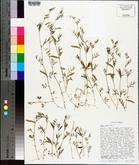 Vicia lathyroides image